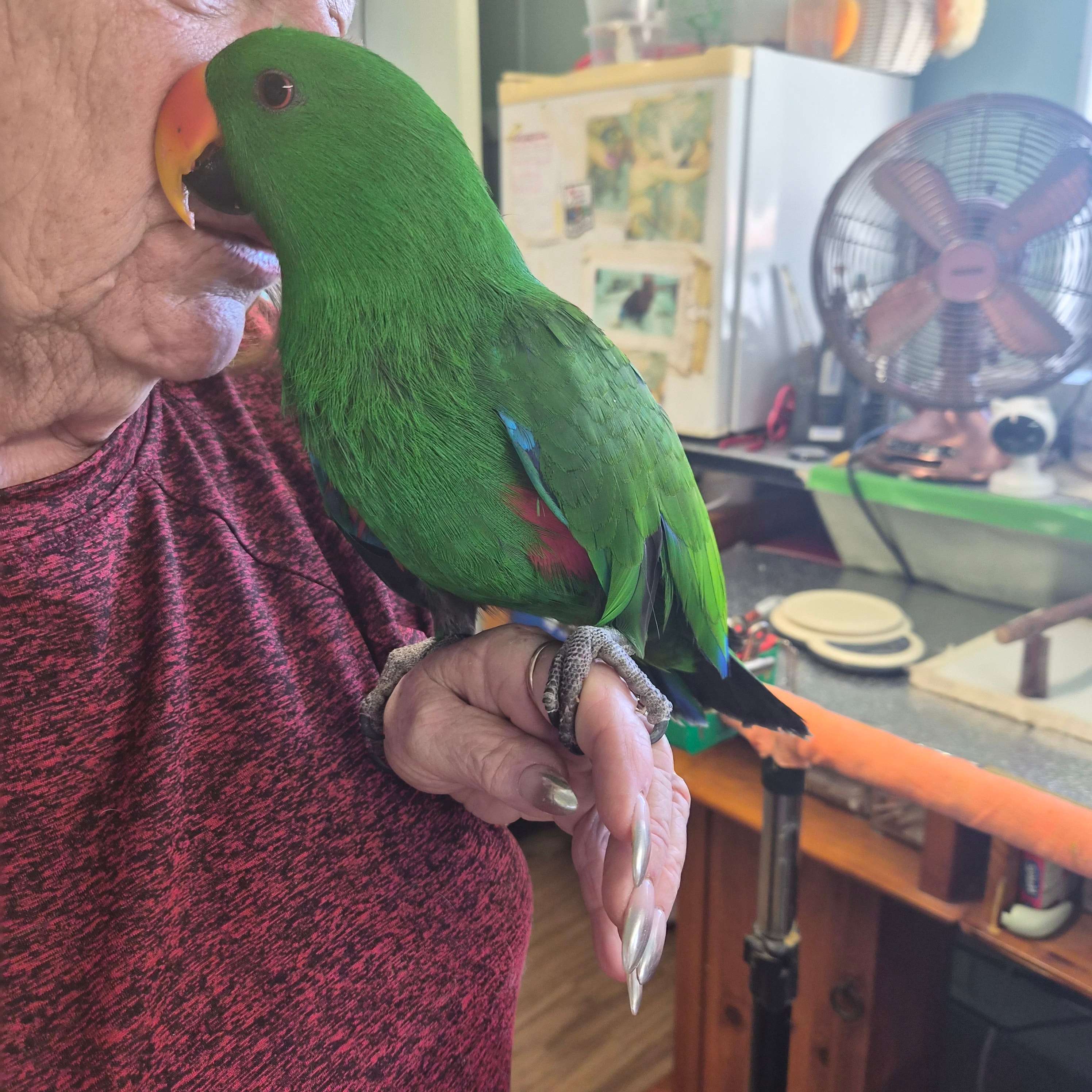 Bozo the Eclectus Parrot