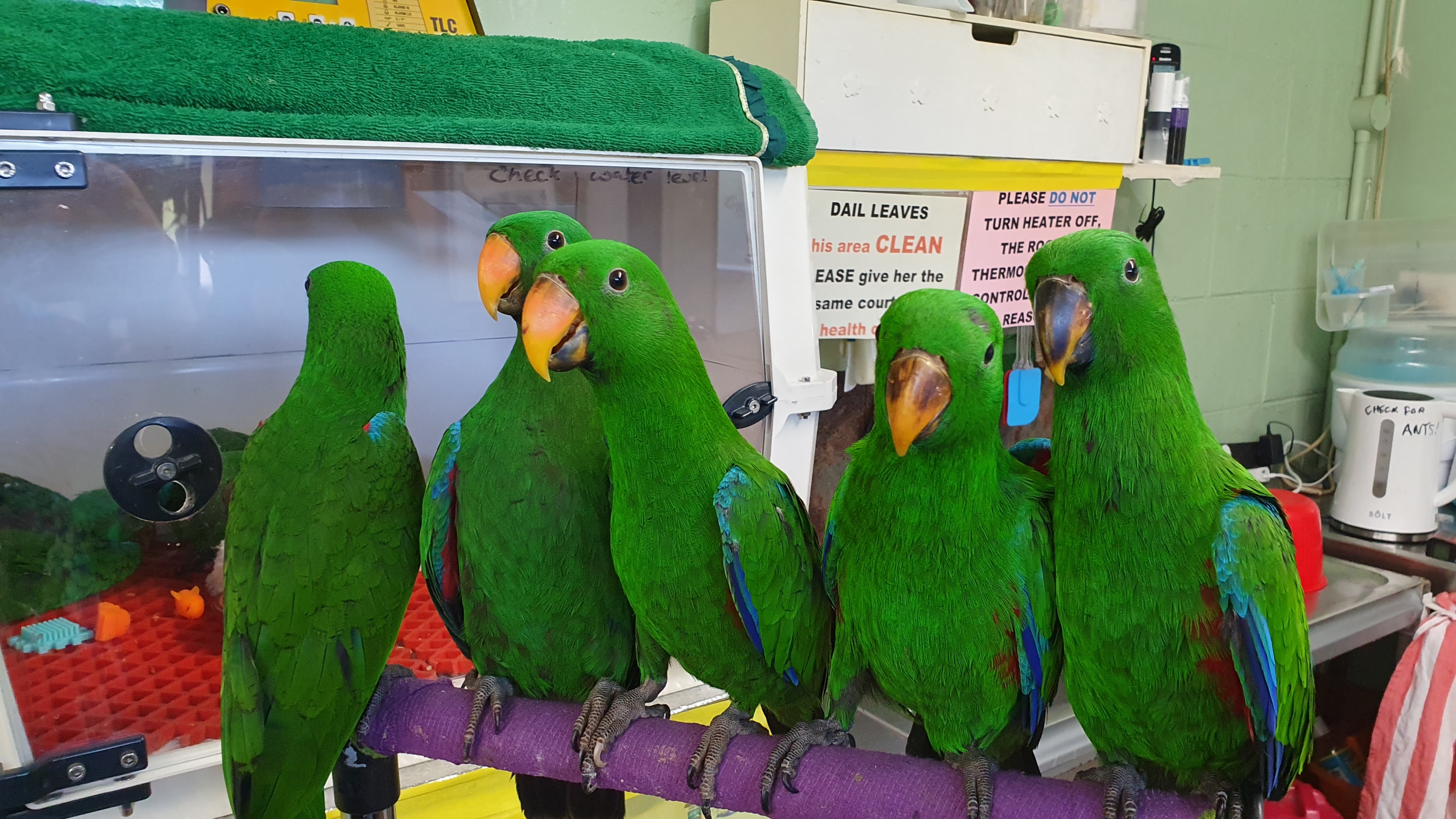 Handler giving a parrot gentle attention