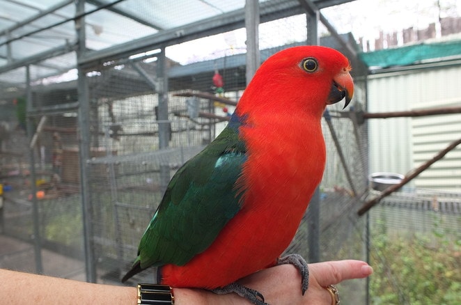 Family welcoming a parrot into their home