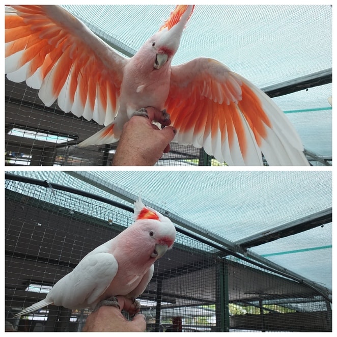Person gently holding a parrot